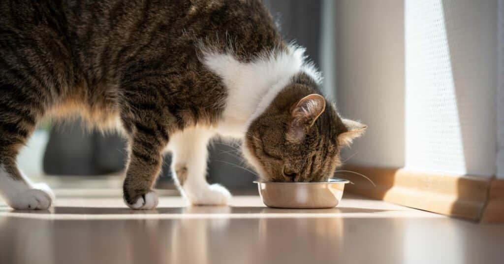 רקע - אילו רכיבים לא כשרים קיימים במאכלים לחתולים