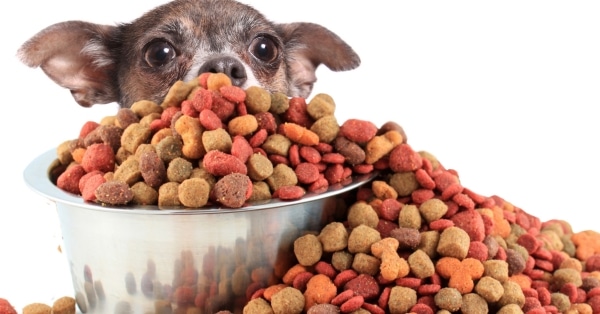 מותגי מזון לכלבים באיכות גבוהה