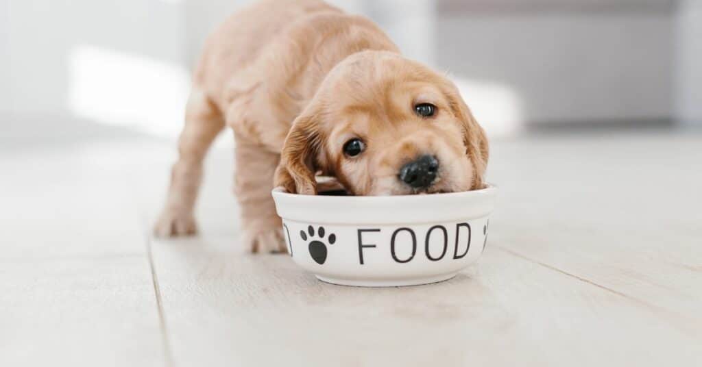 כיצד לבחור נכון את האוכל לכלב שלך